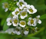 Lobularia maritima