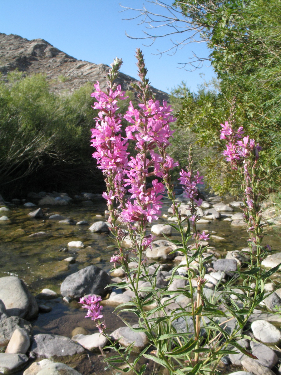 Image of Lythrum salicaria specimen.