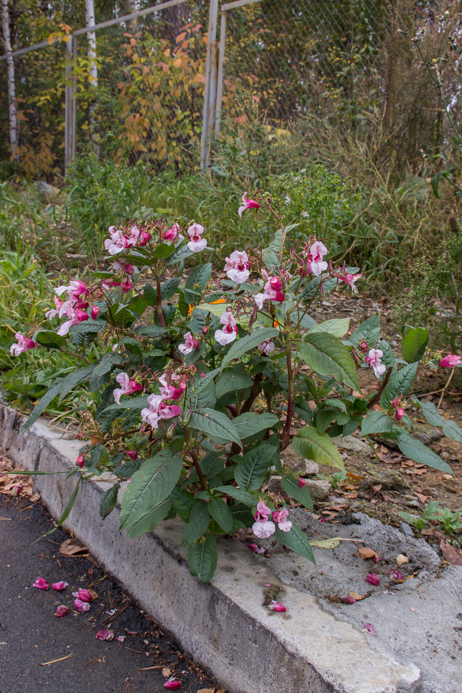 Изображение особи Impatiens glandulifera.