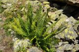 Dryopteris oreades