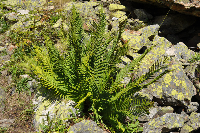 Изображение особи Dryopteris oreades.