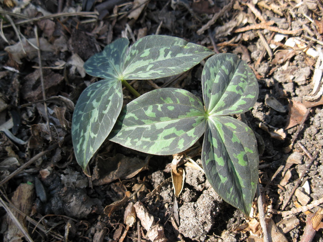 Изображение особи Trillium luteum.