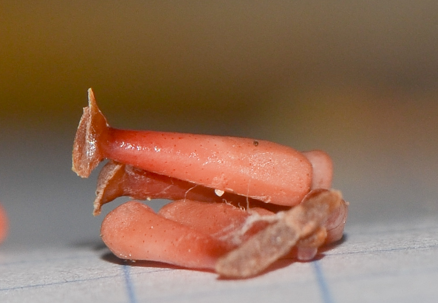 Image of Philodendron bipinnatifidum specimen.