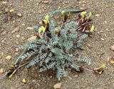 Astragalus velatus