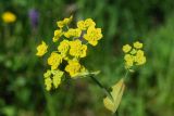 Bupleurum longifolium подвид aureum