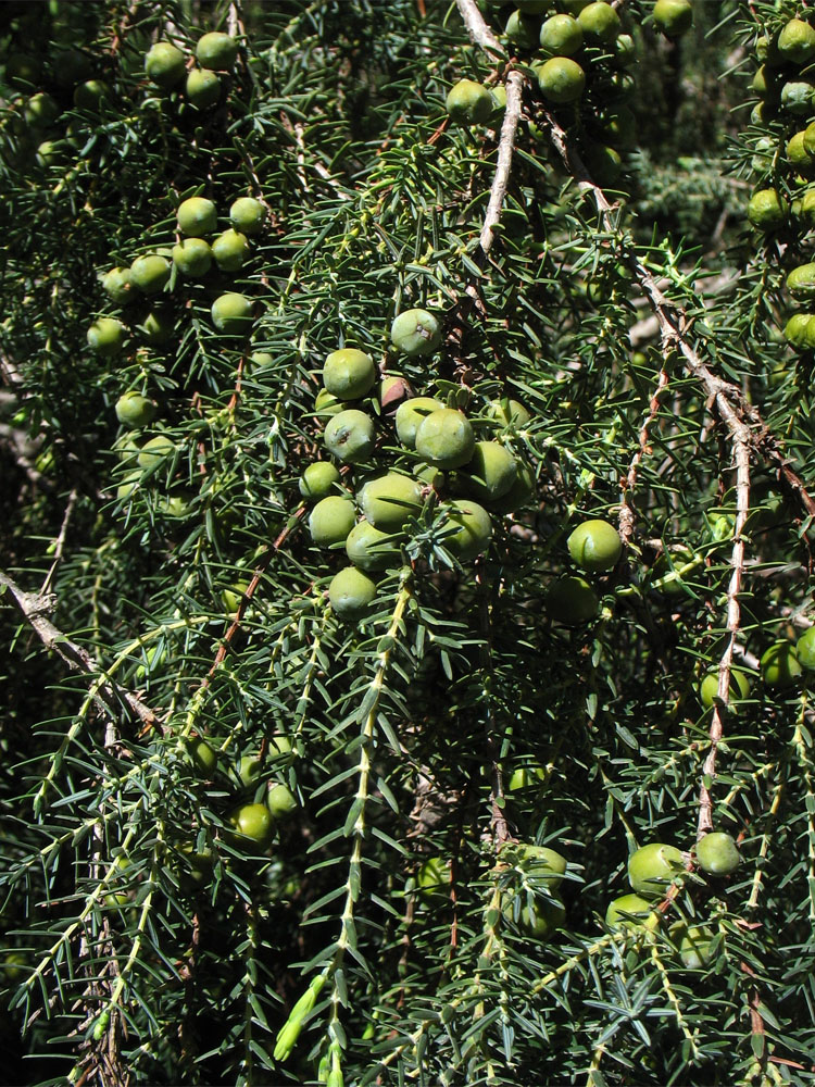 Image of Juniperus cedrus specimen.