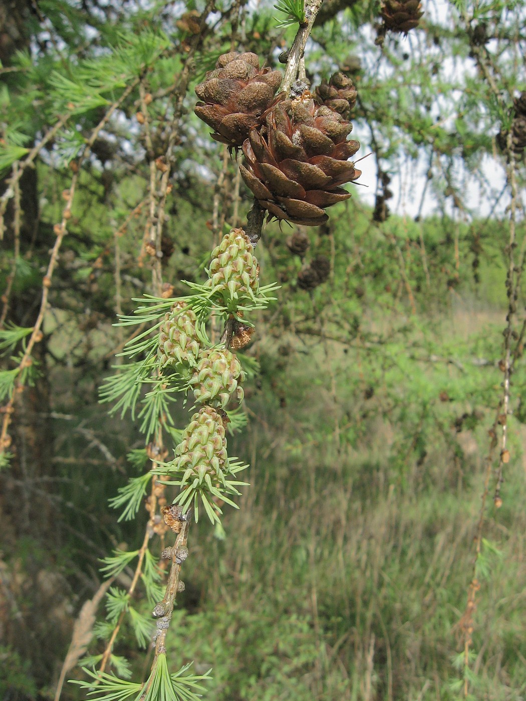 Image of Larix decidua specimen.