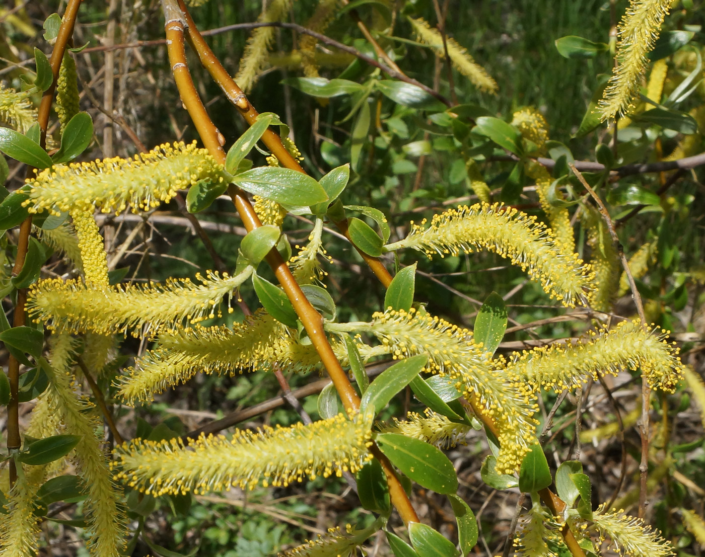 Image of Salix excelsa specimen.