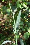 Sonchus arvensis. Средняя часть побега. Челябинская обл., окр. г. Челябинск, Золотая горка, берёзовый лес. 26.08.2014.