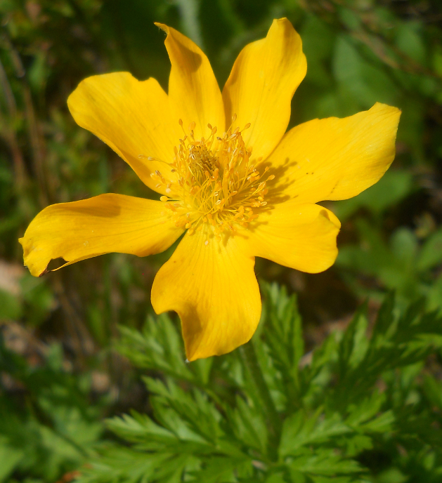 Изображение особи Pulsatilla aurea.