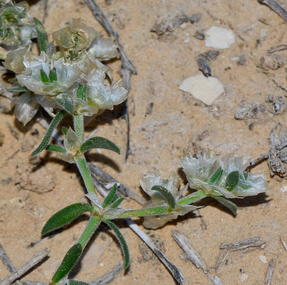 Изображение особи Paronychia sinaica.