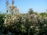 Clematis lathyrifolia. Верхушки цветущих растений. Ростовская обл., Азовский р-н, окр. пос. Солнечный, склон балки Водяникова. 02.06.2015.