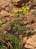 Potentilla tanacetifolia. Верхушки цветущих растений. Иркутская обл., берег озера Байкал, окр. пос. Большие Коты, осыпающийся сухой склон. 02.07.2015.