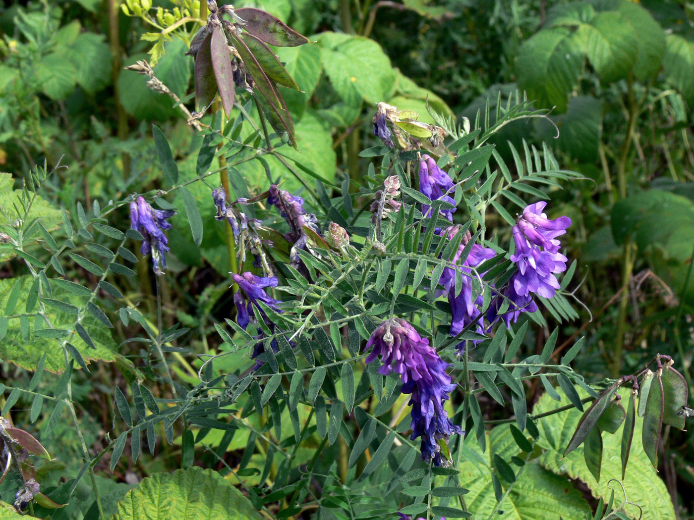 Изображение особи Vicia cracca.