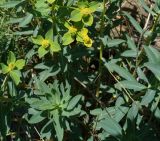 Euphorbia macrorhiza