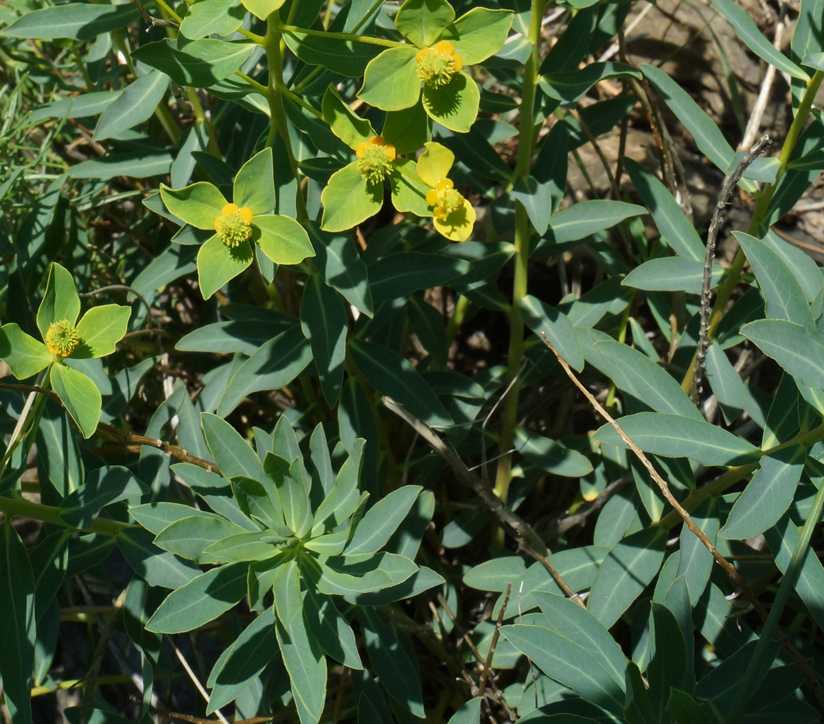 Изображение особи Euphorbia macrorhiza.