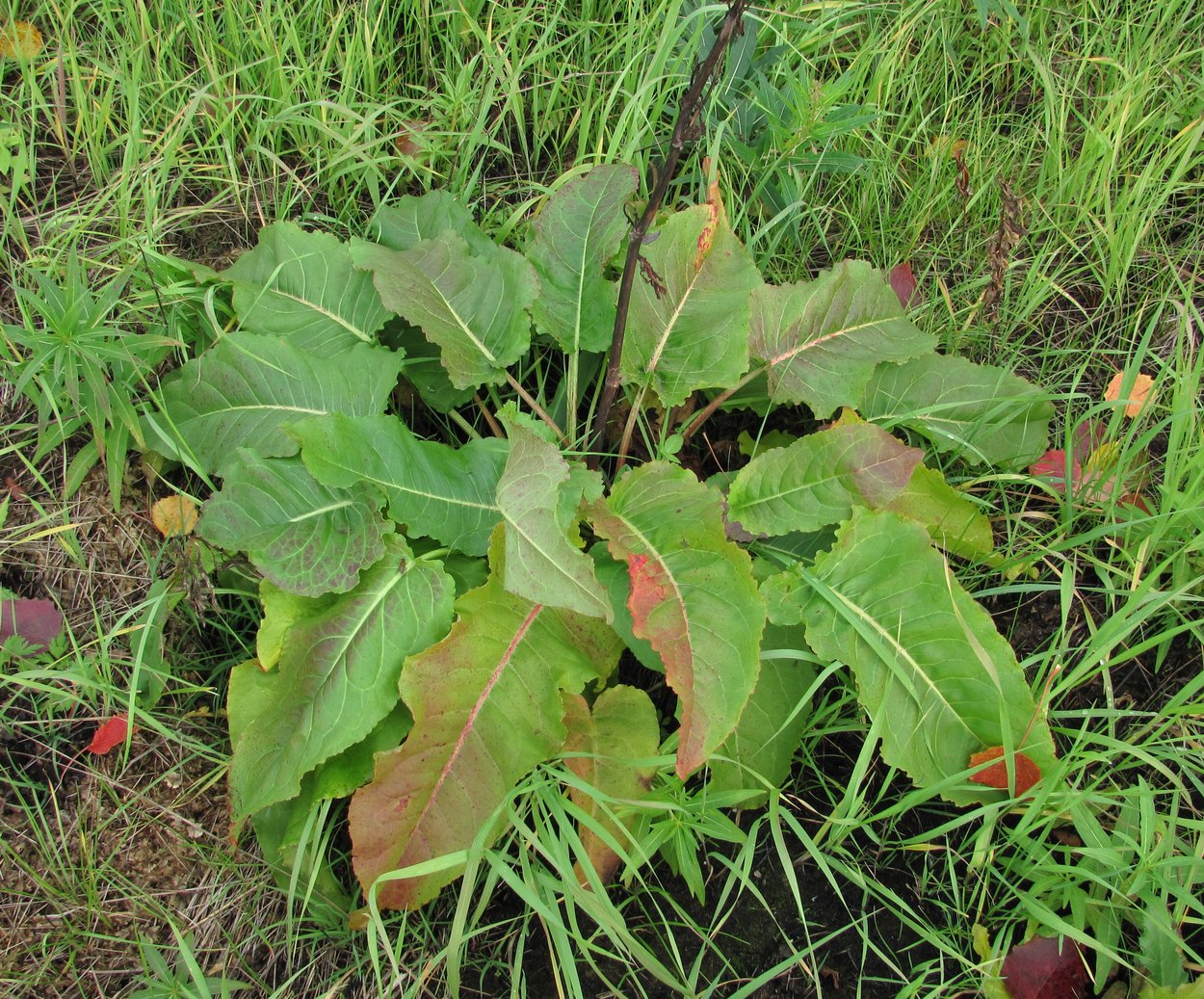 Image of Rumex aquaticus specimen.