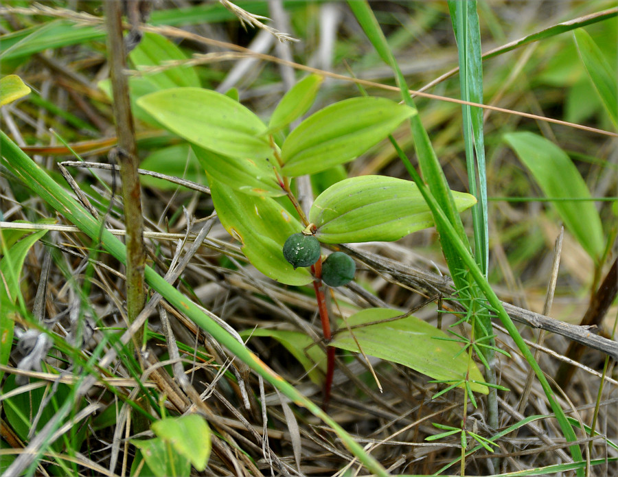 Изображение особи Polygonatum humile.