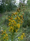 Solidago virgaurea. Соцветие. Челябинская обл., окр. г. Челябинск, Золотая горка, берёзовый лес. 21.08.2015.