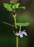Glechoma hederacea
