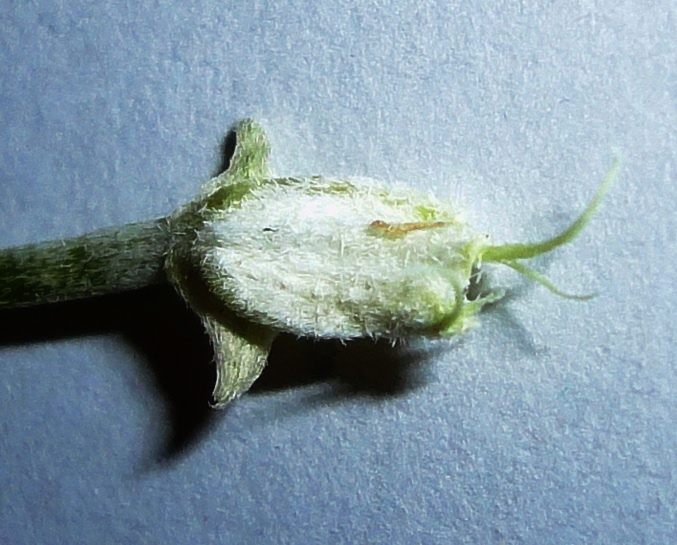 Изображение особи Astragalus velatus.
