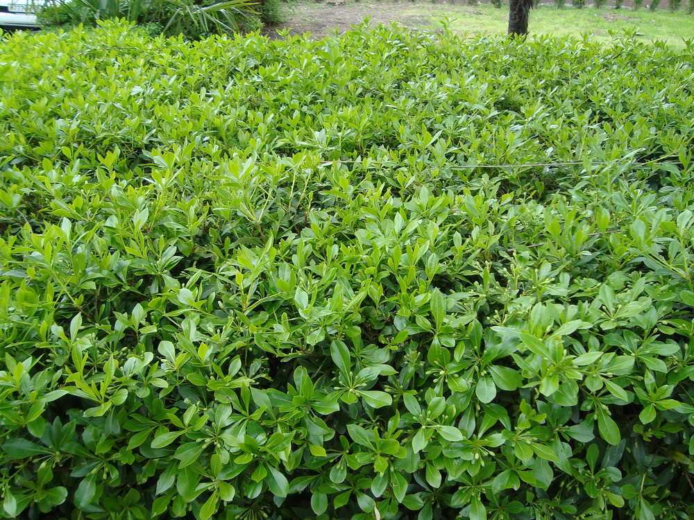 Image of Pittosporum heterophyllum specimen.