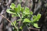 genus Salix