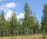 Larix sibirica