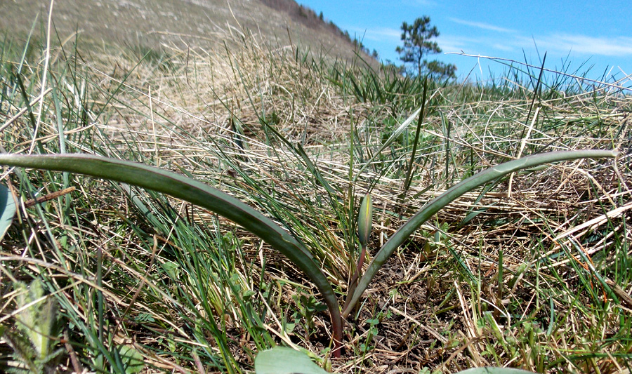 Image of Tulipa australis specimen.