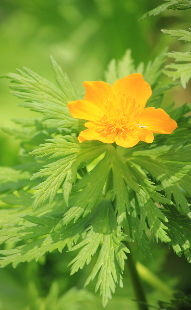 Изображение особи Trollius ranunculinus.