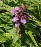 Stachys palustris