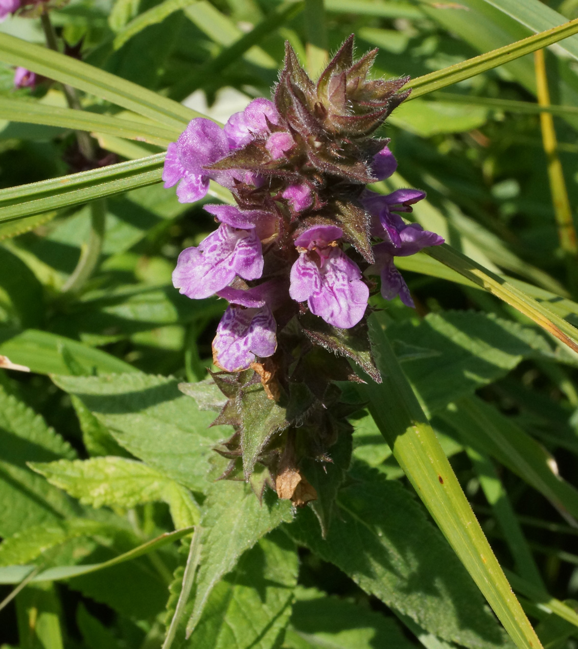 Image of Stachys palustris specimen.