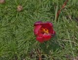 Paeonia tenuifolia