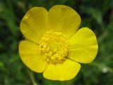 Ranunculus acris. Цветок. Нидерланды, провинция Гронинген, пойменный луг. 21 мая 2006 г.