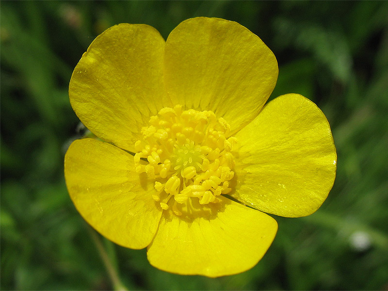 Изображение особи Ranunculus acris.