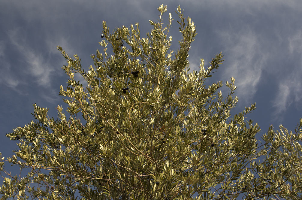 Image of Olea europaea specimen.