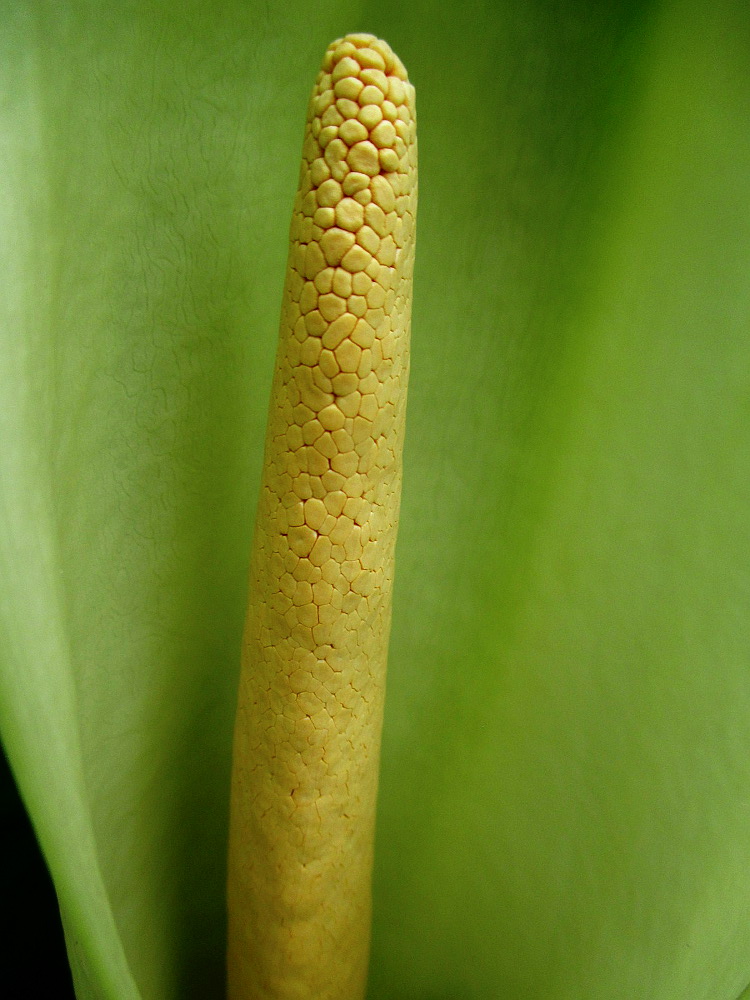 Изображение особи Typhonodorum lindleyanum.