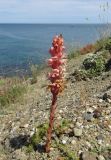 Orobanche centaurina. Цветущее растение. Крым, окр. г. Судак, п-ов Меганом, приморский склон. 27 мая 2016 г.