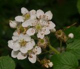 Rubus allegheniensis. Цветущие и отцветшие цветки. Московская обл., Раменский р-н, окр. дер. Хрипань, садовый участок. 11.06.2016.