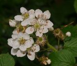 Rubus allegheniensis