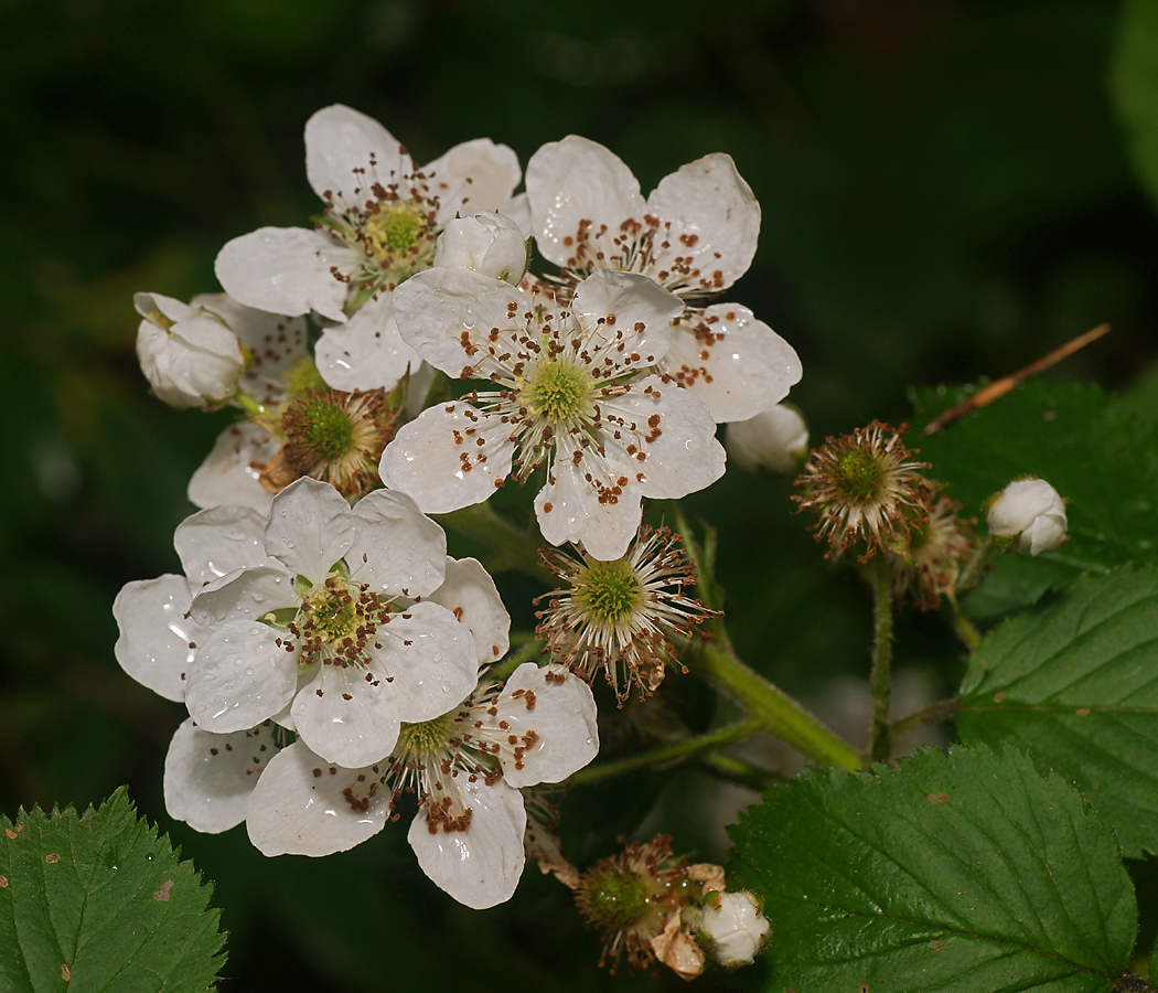 Изображение особи Rubus allegheniensis.