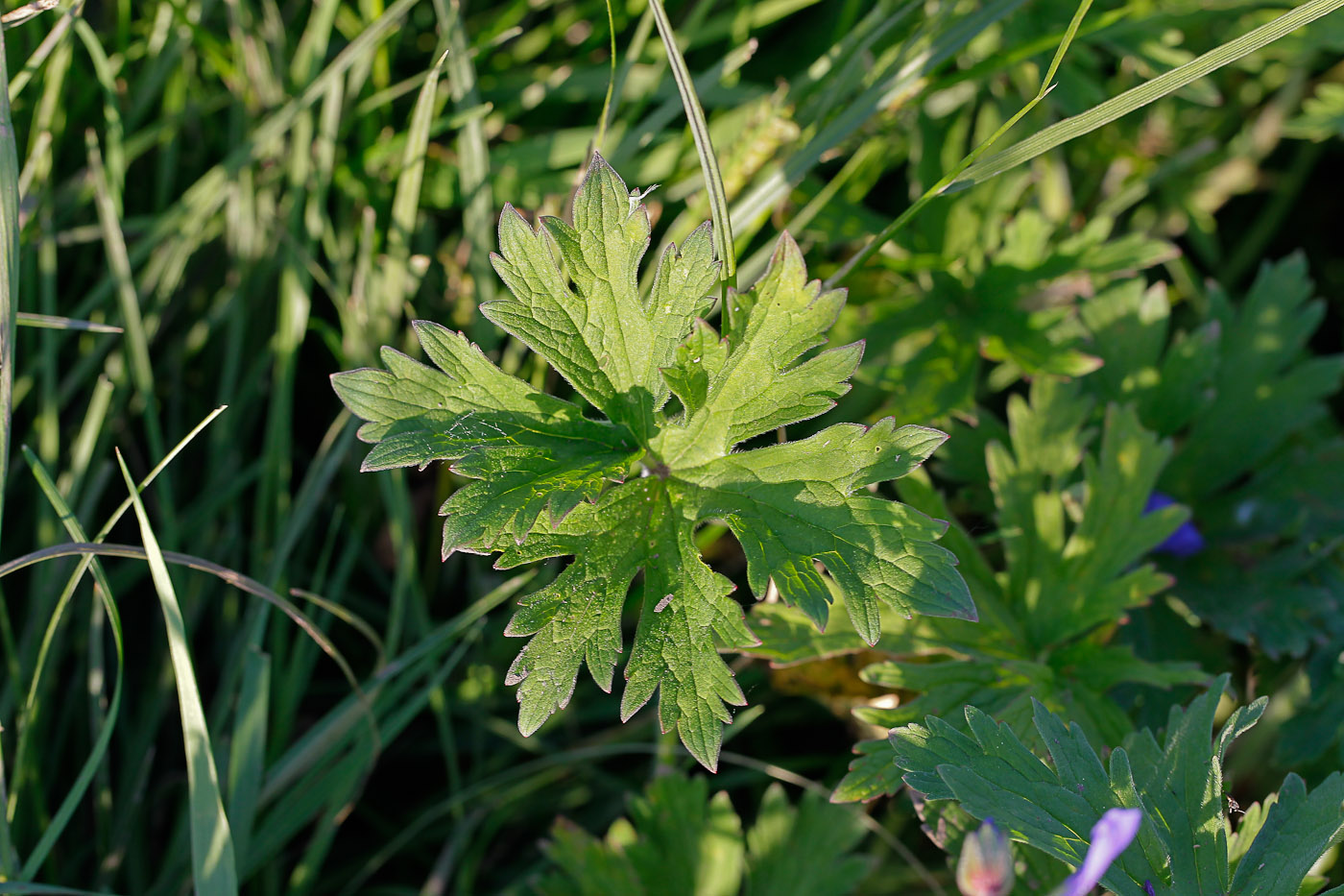 Изображение особи Geranium pratense.