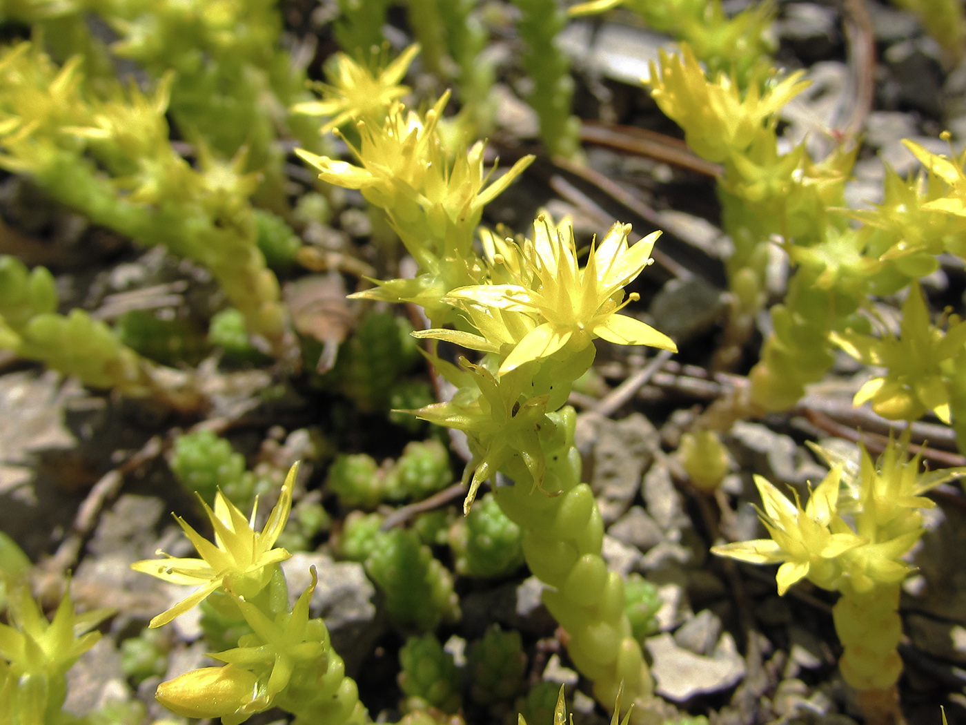 Изображение особи Sedum acre.