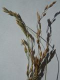 Poa transbaicalica