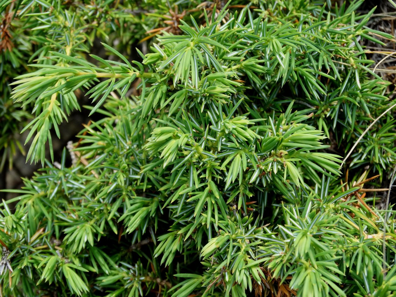 Изображение особи Juniperus rigida ssp. litoralis.