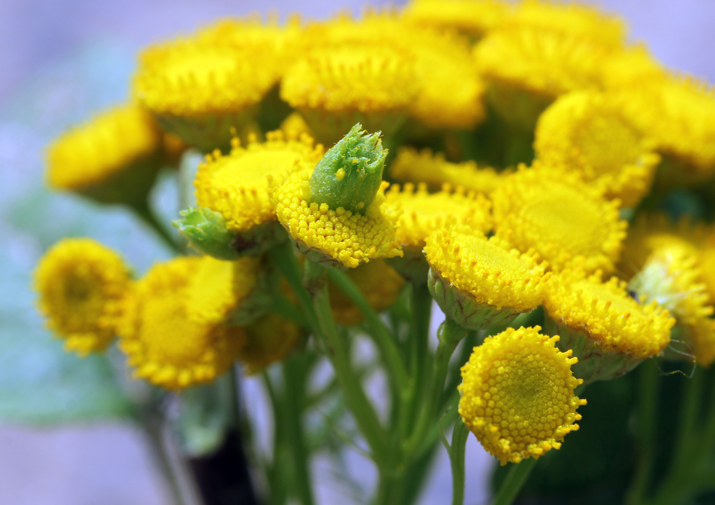 Изображение особи Tanacetum vulgare.