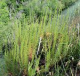 Artemisia ciniformis