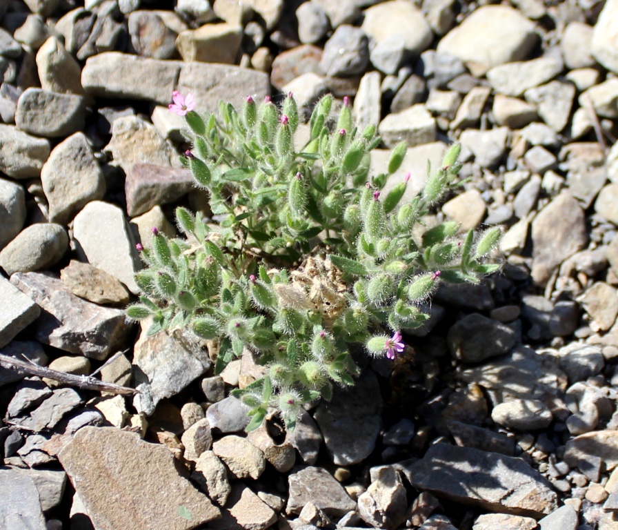 Image of Saponaria orientalis specimen.