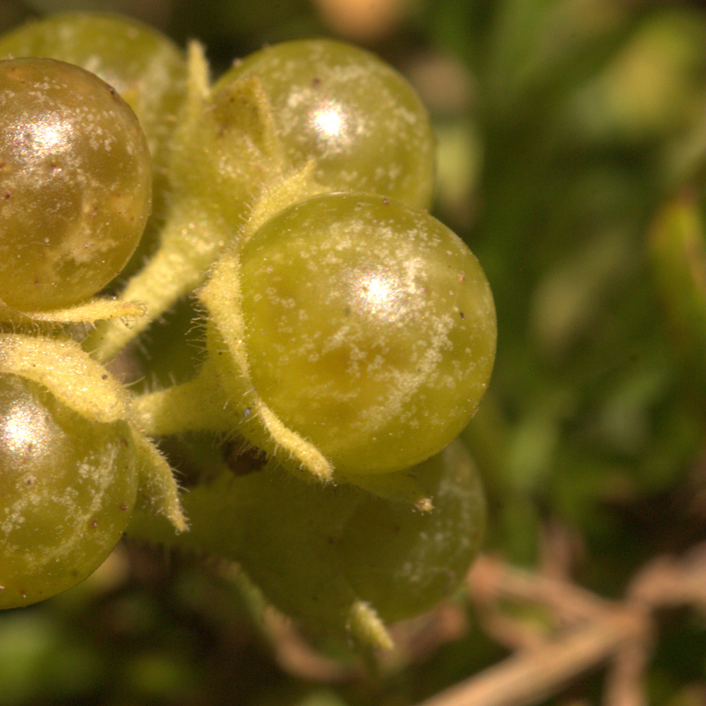 Image of Solanum physalifolium specimen.