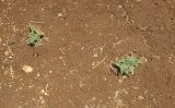 Ecballium elaterium. Молодые вегетирующие растения на пустыре. Израиль, Нижняя Галилея, г. Верхний Назарет. 08.08.2016.